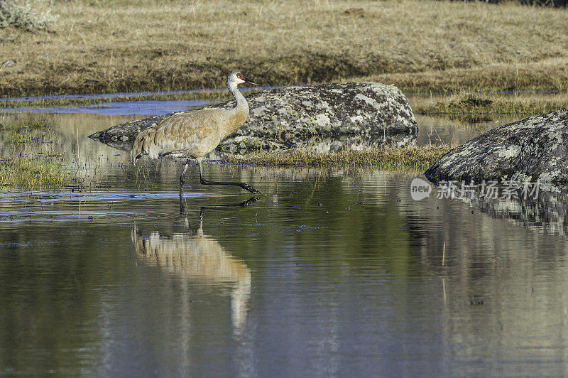 沙丘鹤(Antigone canadensis)是北美洲的一种大型鹤，发现于怀俄明州的黄石国家公园。